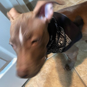 Meet your Posher, Jayden